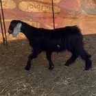 فحل عارضي طيب