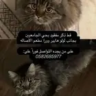 قطه مفقوده حايل حي الجامعيين
