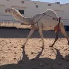 مطلوب ذود للبيع