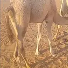 قعود مفرود بلدي