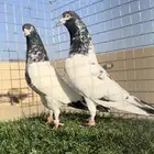 جوز تيدي ( تم البيع )
