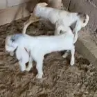 حلال زين في عرضين