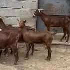 غنم ماعز دهم محايليه مقاني