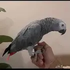 كاسكو افريقي