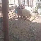 خرفان نعيم