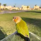 ببغاء كنيور