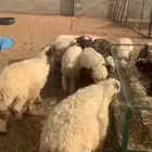 خرفان ورخال ضحايا