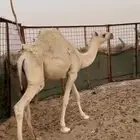 قعود طايش العمر 8 شهور