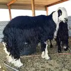 خروف فحل نجدي