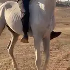 خيل للبيع عمره سبع سنين وطوله سبع ونص وسليم ع الشرط السوم