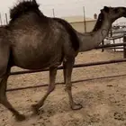لقحه صفرا طيبه