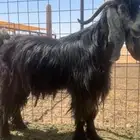 تيس عارضي