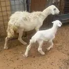 للبيع شاه تحتها واحد