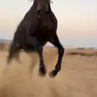 حصان ادهم شيخخ مشروك