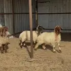 جذعات نعيم منوة القناي