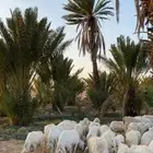 غنم مقاني مشروطه