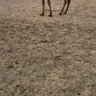 بكار صفرا و شعلا
