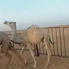 بكار حشو قصب