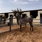 مهره واهو للبيع