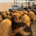 ذبايح عرعر