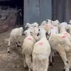 طليان سواكن جذعان تربية 3 اشهر