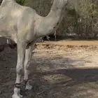 فحل ابل للبيع الاب بعير ابن الشيخ الزايدي