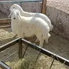 خروف حري للبيع العدد 2 طيبات وسمان العمر 7 شهور