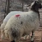 خروف نعيمي
