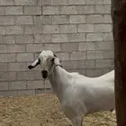 اذكرو الله وصلو على النبي اعرض لكم