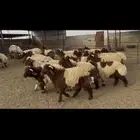 ضحايا خاروف صافي شي فاخر