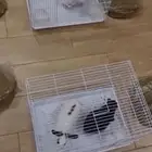ارانب