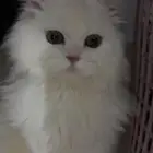 قط شيرازي لتبني