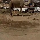 البيع بكره حقه كفو اصل عل رمان ابو يد