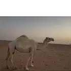 ضروبه الساس تماميه الناقه طيبه