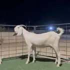 عنز مطوره فاخرره متبع بجفرتين