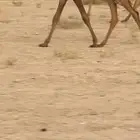 للبيع. البكره الكفو