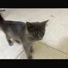 أنثى شيرازي