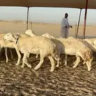 رخال حرش جروم دفيع