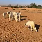 سواكن مرابي