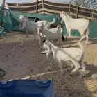 معزا رغايث 2