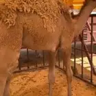 حشو لببيع العدد 6شرط كلها ترضع امهاتها فل