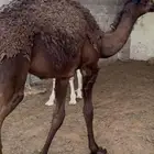 حاشي مفرود مجهم سمين ورفيع وجبر
