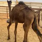 قعدان عدد 5 ثلاث مجاهيم وثنين مغانير الخرج