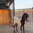 تيس للبيع على السوم