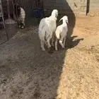للبيع شاه والد