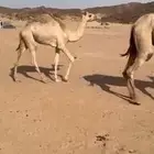 بكره اصيل