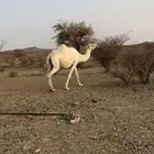 ناقه خلفه وضحا تحتها قعود 4 شهور