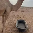 لقيه باتليه كفو