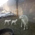 شاه متوم