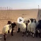 هرافي نعيم طيبه سوم 1210